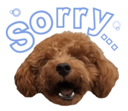 Toypoodle~coto~ little bit English sticker #14261089