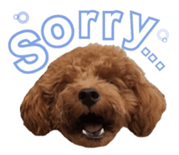 Toypoodle~coto~ little bit English sticker #14261089