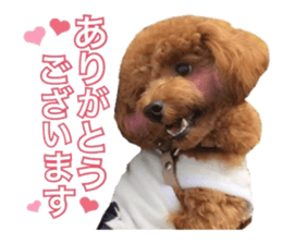 Toypoodle~coto~ little bit English sticker #14261090