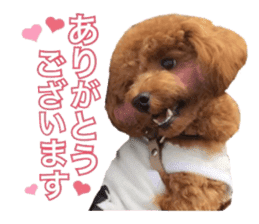 Toypoodle~coto~ little bit English sticker #14261090