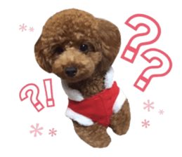 Toypoodle~coto~ little bit English sticker #14261091