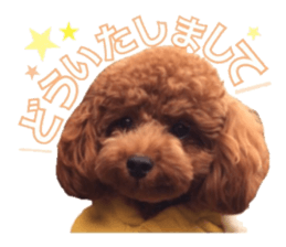 Toypoodle~coto~ little bit English sticker #14261092