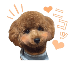 Toypoodle~coto~ little bit English sticker #14261093