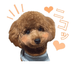 Toypoodle~coto~ little bit English sticker #14261093