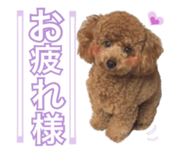 Toypoodle~coto~ little bit English sticker #14261094