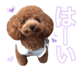 Toypoodle~coto~ little bit English sticker #14261095