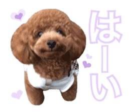 Toypoodle~coto~ little bit English sticker #14261095