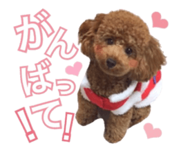 Toypoodle~coto~ little bit English sticker #14261096