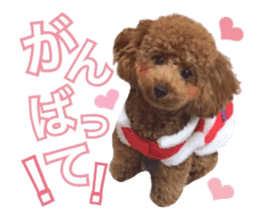 Toypoodle~coto~ little bit English sticker #14261096
