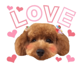 Toypoodle~coto~ little bit English sticker #14261097