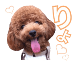 Toypoodle~coto~ little bit English sticker #14261098