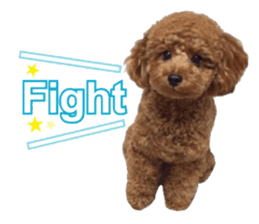 Toypoodle~coto~ little bit English sticker #14261099