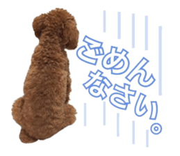 Toypoodle~coto~ little bit English sticker #14261100