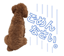 Toypoodle~coto~ little bit English sticker #14261100