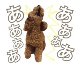 Toypoodle~coto~ little bit English sticker #14261101