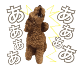 Toypoodle~coto~ little bit English sticker #14261101
