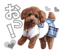 Toypoodle~coto~ little bit English sticker #14261102