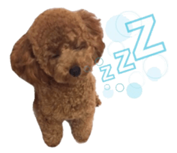 Toypoodle~coto~ little bit English sticker #14261103