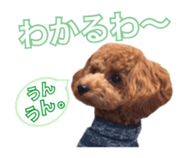 Toypoodle~coto~ little bit English sticker #14261104