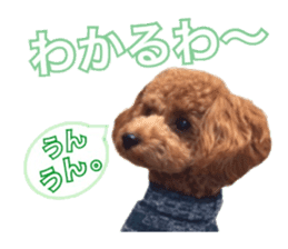 Toypoodle~coto~ little bit English sticker #14261104
