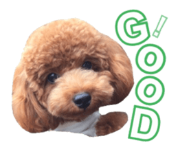 Toypoodle~coto~ little bit English sticker #14261105