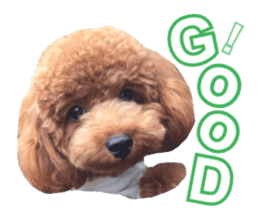 Toypoodle~coto~ little bit English sticker #14261105