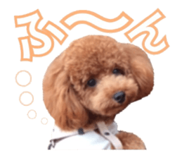 Toypoodle~coto~ little bit English sticker #14261106
