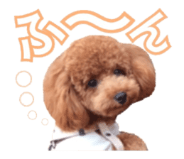Toypoodle~coto~ little bit English sticker #14261106
