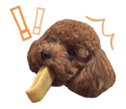 Toypoodle~coto~ little bit English sticker #14261107