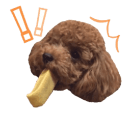 Toypoodle~coto~ little bit English sticker #14261107