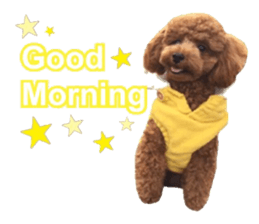Toypoodle~coto~ little bit English sticker #14261108