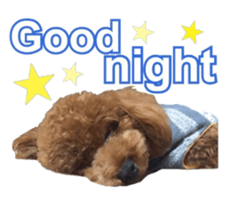 Toypoodle~coto~ little bit English sticker #14261109