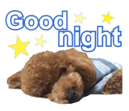 Toypoodle~coto~ little bit English sticker #14261109