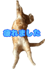 Bu-chan of a cat sticker #14263334