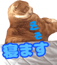 Bu-chan of a cat sticker #14263335