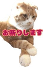Bu-chan of a cat sticker #14263338