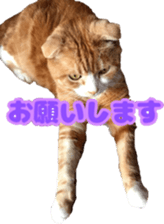 Bu-chan of a cat sticker #14263339