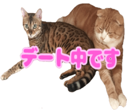 Bu-chan of a cat sticker #14263342