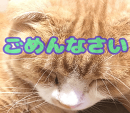 Bu-chan of a cat sticker #14263343