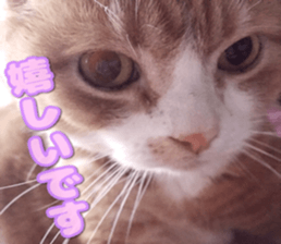 Bu-chan of a cat sticker #14263344