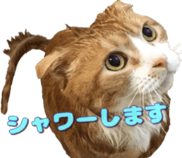 Bu-chan of a cat sticker #14263345