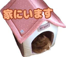 Bu-chan of a cat sticker #14263346