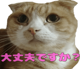 Bu-chan of a cat sticker #14263348