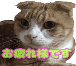 Bu-chan of a cat sticker #14263349