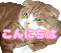 Bu-chan of a cat sticker #14263350