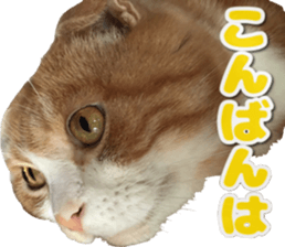 Bu-chan of a cat sticker #14263351