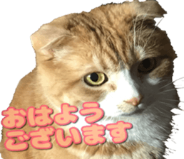 Bu-chan of a cat sticker #14263352