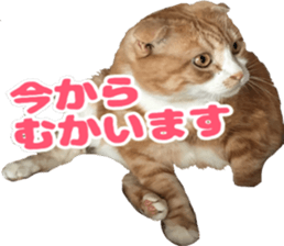 Bu-chan of a cat sticker #14263353