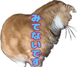 Bu-chan of a cat sticker #14263354