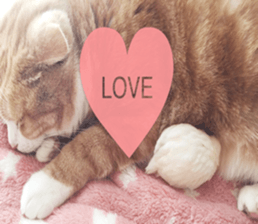 Bu-chan of a cat sticker #14263356